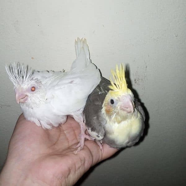 cocktail eno red eye common white handtame chicks hand tame pair 1