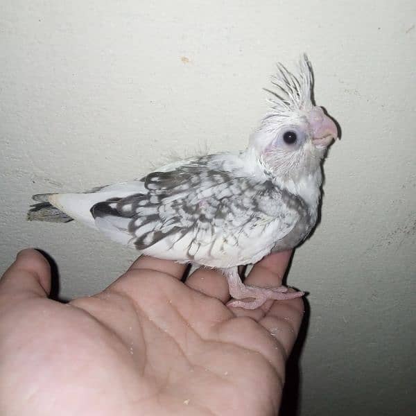 cocktail eno red eye common white handtame chicks hand tame pair 3