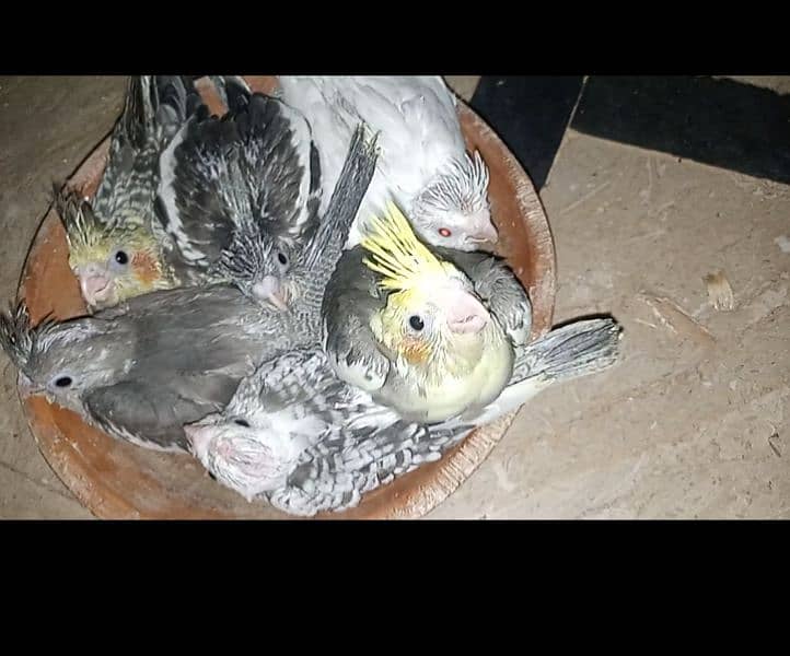 cocktail eno red eye common white handtame chicks hand tame pair 6