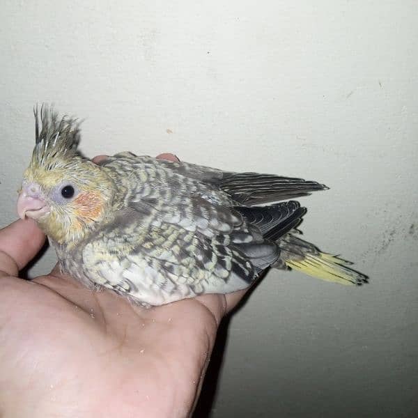 cocktail eno red eye common white handtame chicks hand tame pair 7