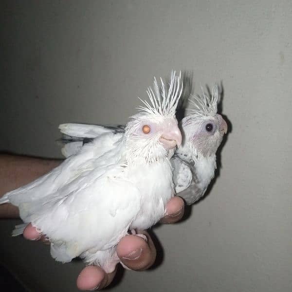 cocktail eno red eye common white handtame chicks hand tame pair 8