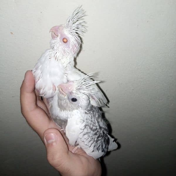 cocktail eno red eye common white handtame chicks hand tame pair 11