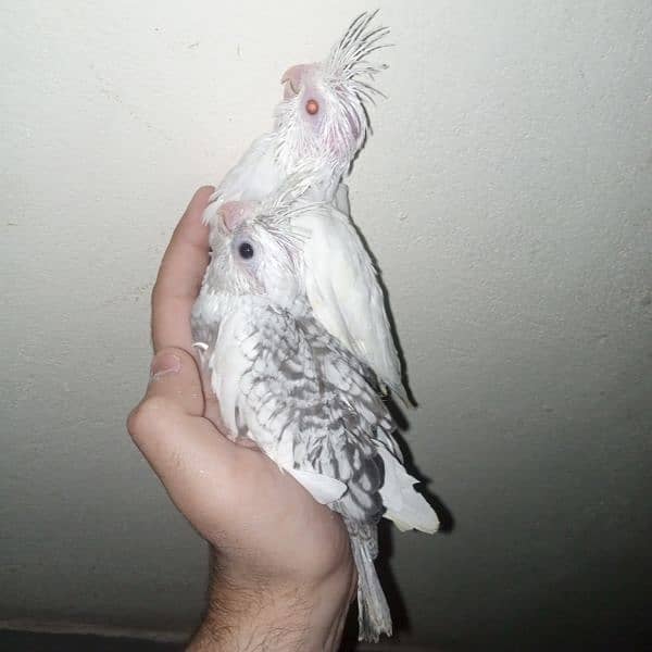 cocktail eno red eye common white handtame chicks hand tame pair 12