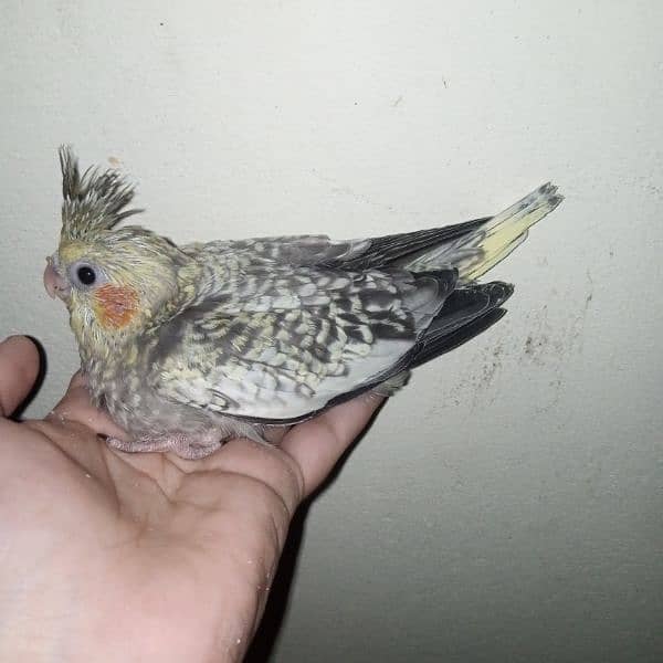 cocktail eno red eye common white handtame chicks hand tame pair 15