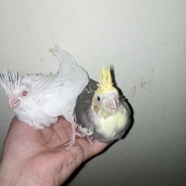 cocktail eno red eye common white handtame chicks hand tame pair 17