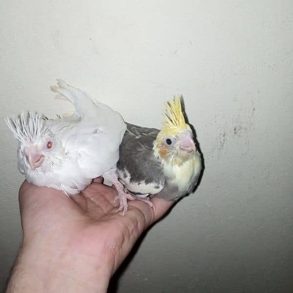 cocktail eno red eye common white handtame chicks hand tame pair 18