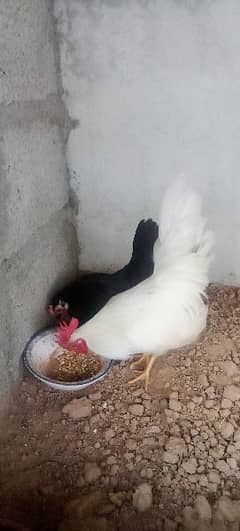 English Game very beautiful healthy and egg laying pair.