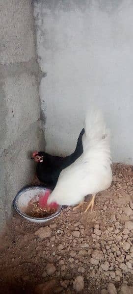 English Game very beautiful healthy and egg laying pair. 1