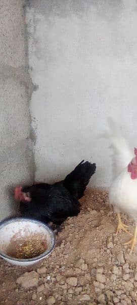 English Game very beautiful healthy and egg laying pair. 4