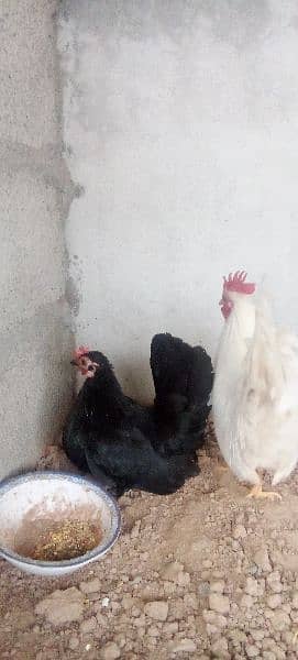 English Game very beautiful healthy and egg laying pair. 5