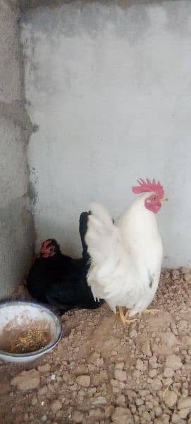 English Game very beautiful healthy and egg laying pair. 6