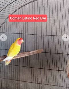 Comen Latino Red Eyes