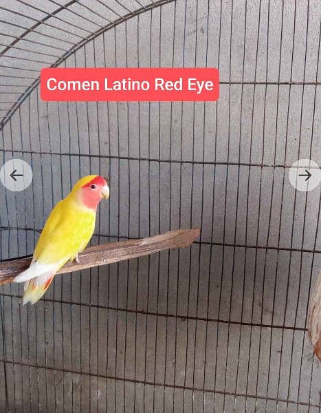 Comen Latino Red Eyes 0
