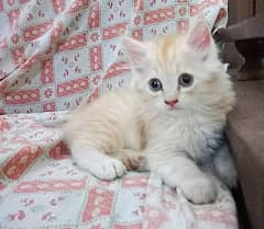 Persian Kittens available for Sale