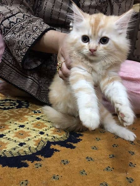 Persian Kittens available for Sale 2