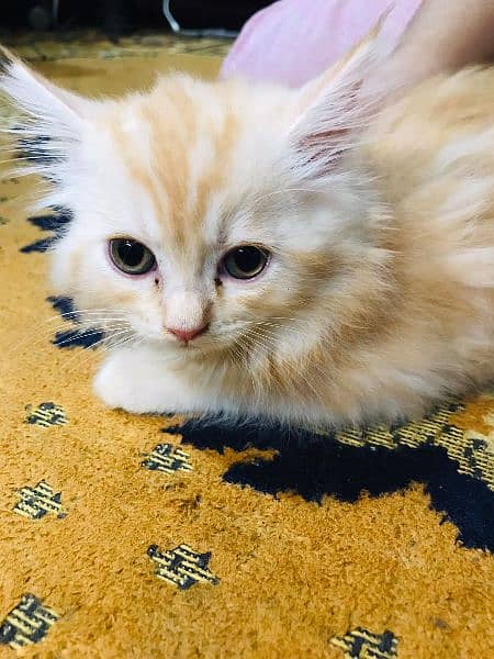 Persian Kittens available for Sale 3