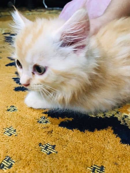 Persian Kittens available for Sale 4