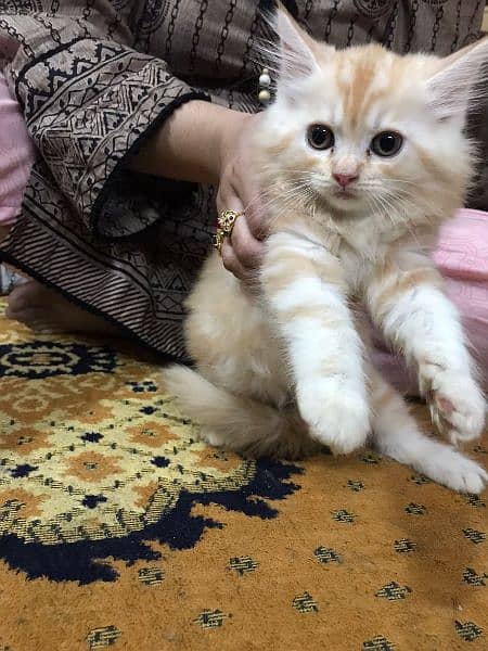 Persian Kittens available for Sale 5
