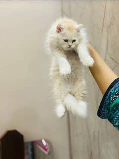 very playful persian male kitten available