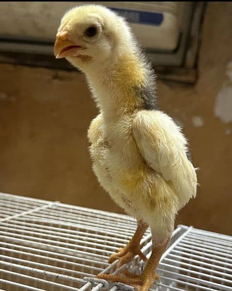 Aseel Chick's Available in any color and breed 1