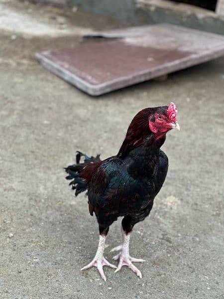 Aseel Chick's Available in any color and breed 5