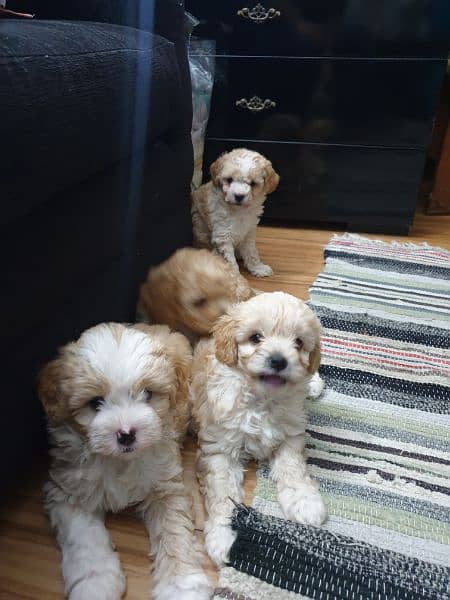 Poodle Puppies New born 1