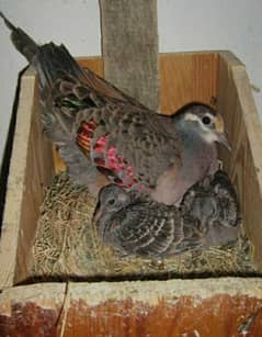 Bronzewing  Dove  Pairs  For Sale   برونزونگ ڈوو جوڑے