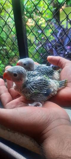 Green Ringneck Healthy and Active  Chicks