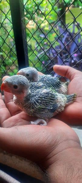 Green Ringneck Chick's 1