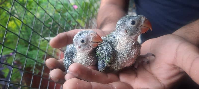 Green Ringneck Chick's 2