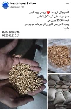 Wheat for sale