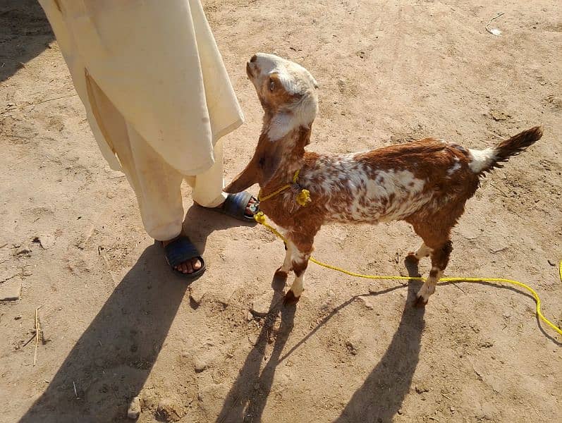 Makhi cheeni goats 3