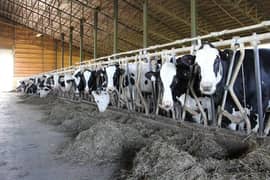 Dairy farm Cooling/Misting System for cows/mist spray/Pets cooling