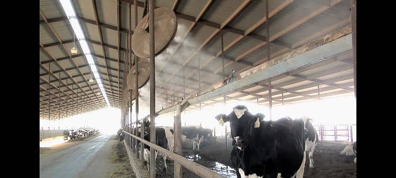 Dairy farm Cooling/Misting System for cows/mist spray/Pets cooling 3