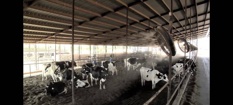 Dairy farm Cooling/Misting System for cows/mist spray/Pets cooling 4