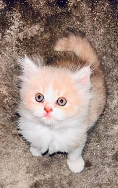 Persian kitten
Triple coated