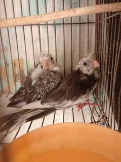 cocktail pair for sale