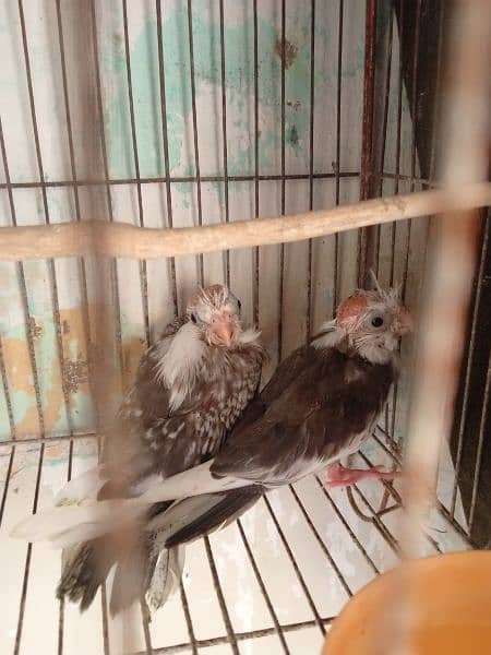 cocktail pair for sale 1