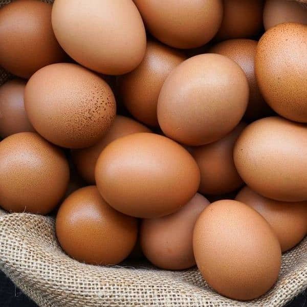 100% fertile Bengum, Australorp, Lohman Brown eggs for Sale (COD) 15