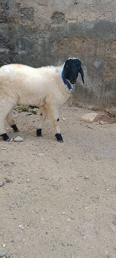 Male Dumba for sale  03110245067