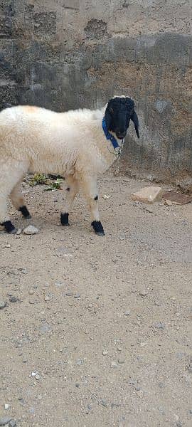 Male Dumba for sale  03110245067 0