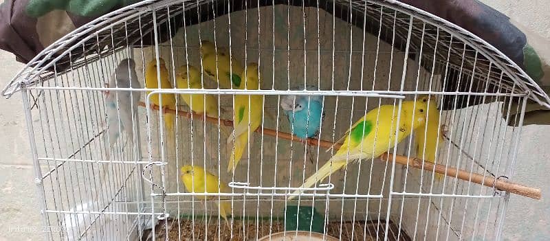 Colourful Australian Parrots 1