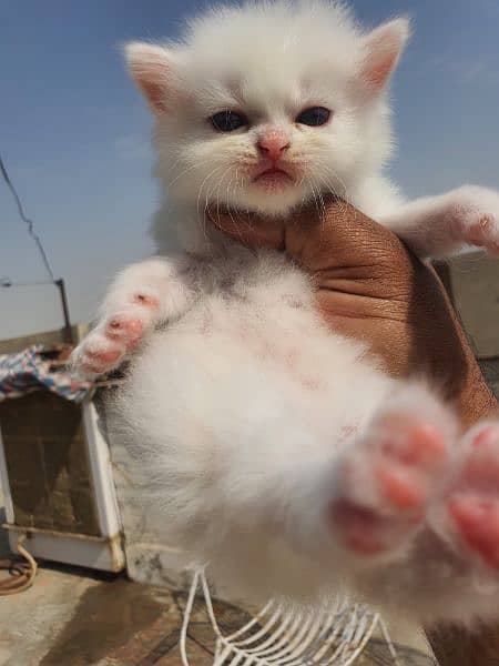 persian kittens for sale 1