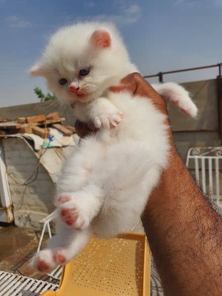 persian kittens for sale 5