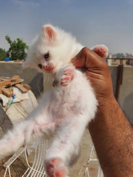 persian kittens for sale 6