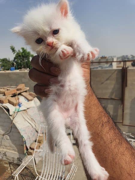 persian kittens for sale 7