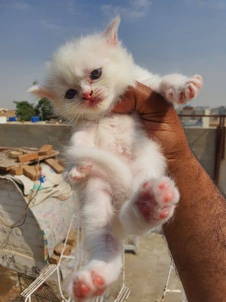 persian kittens for sale 8