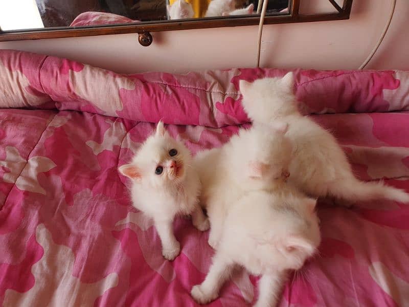 persian kittens for sale 11