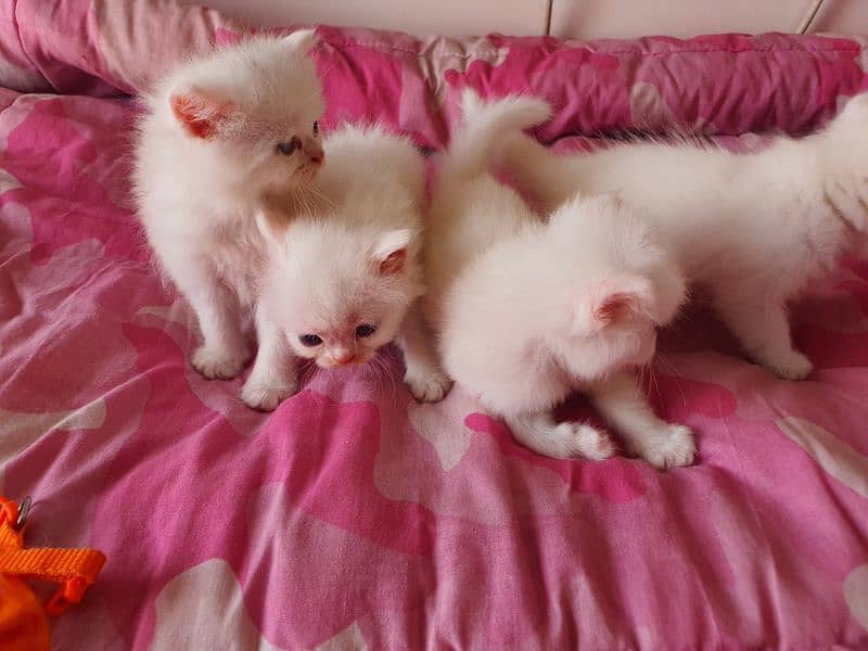 persian kittens for sale 12