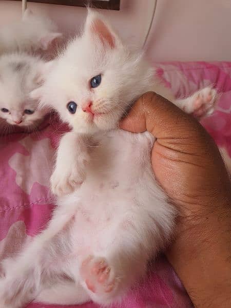 persian kittens for sale 13